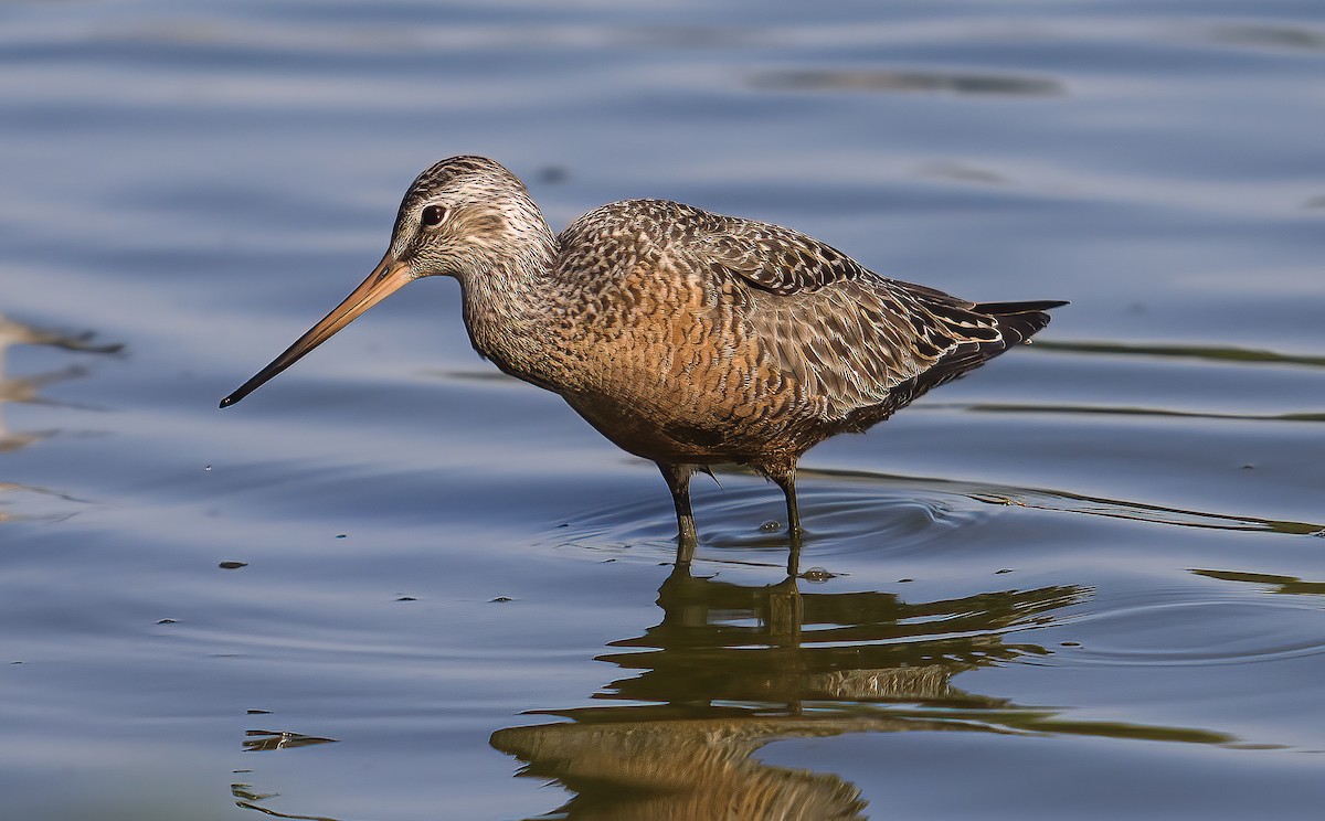 Hudsonian Godwit - ML635844211