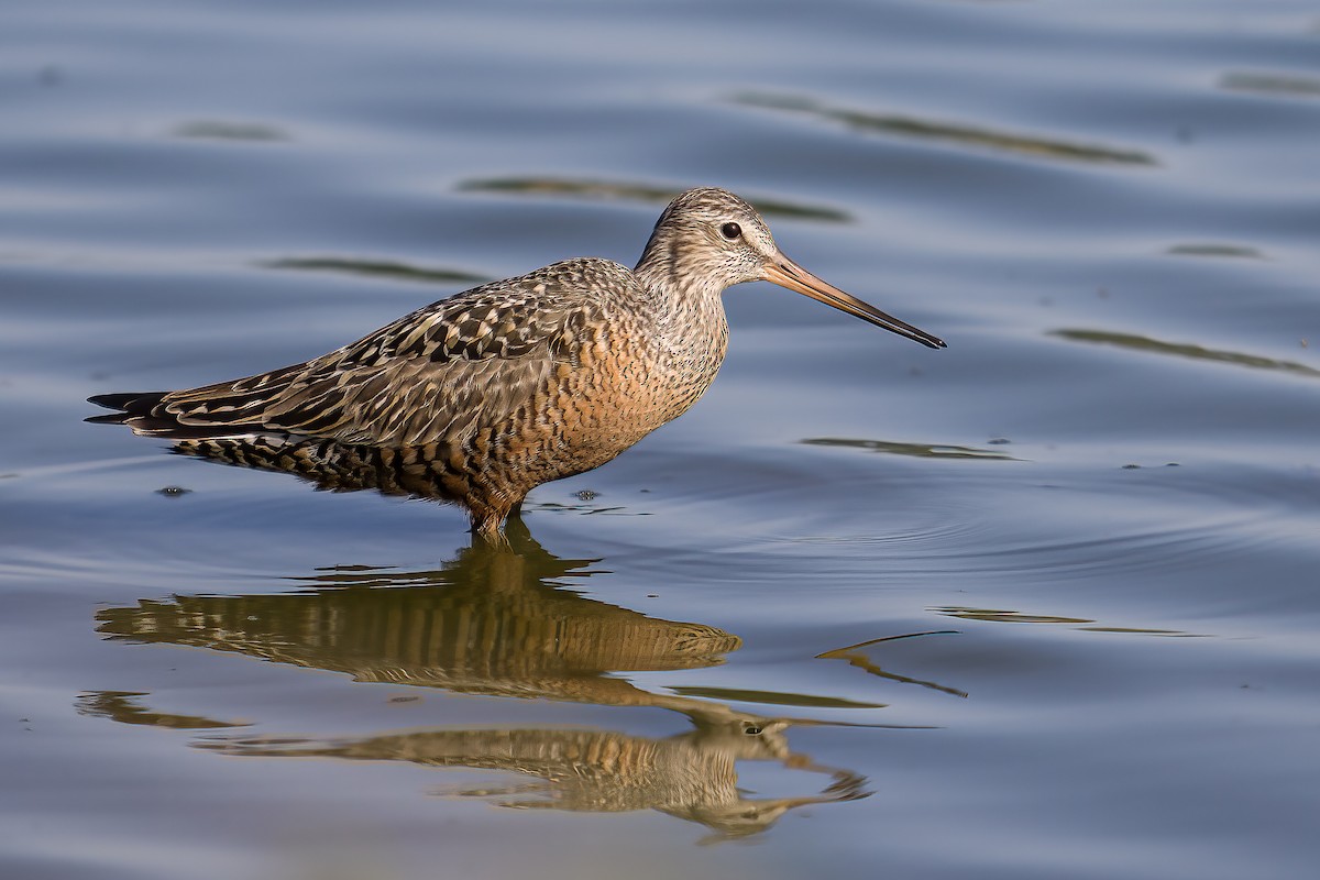 Hudsonian Godwit - ML635844212