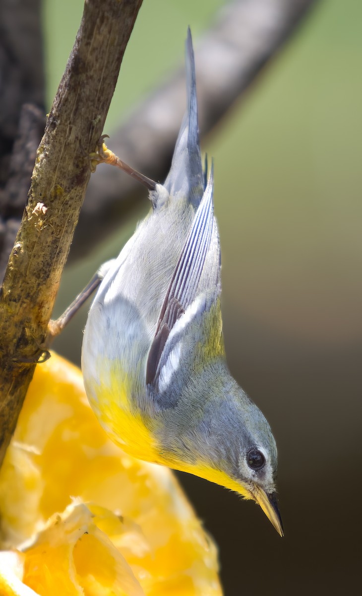 Northern Parula - ML635844270
