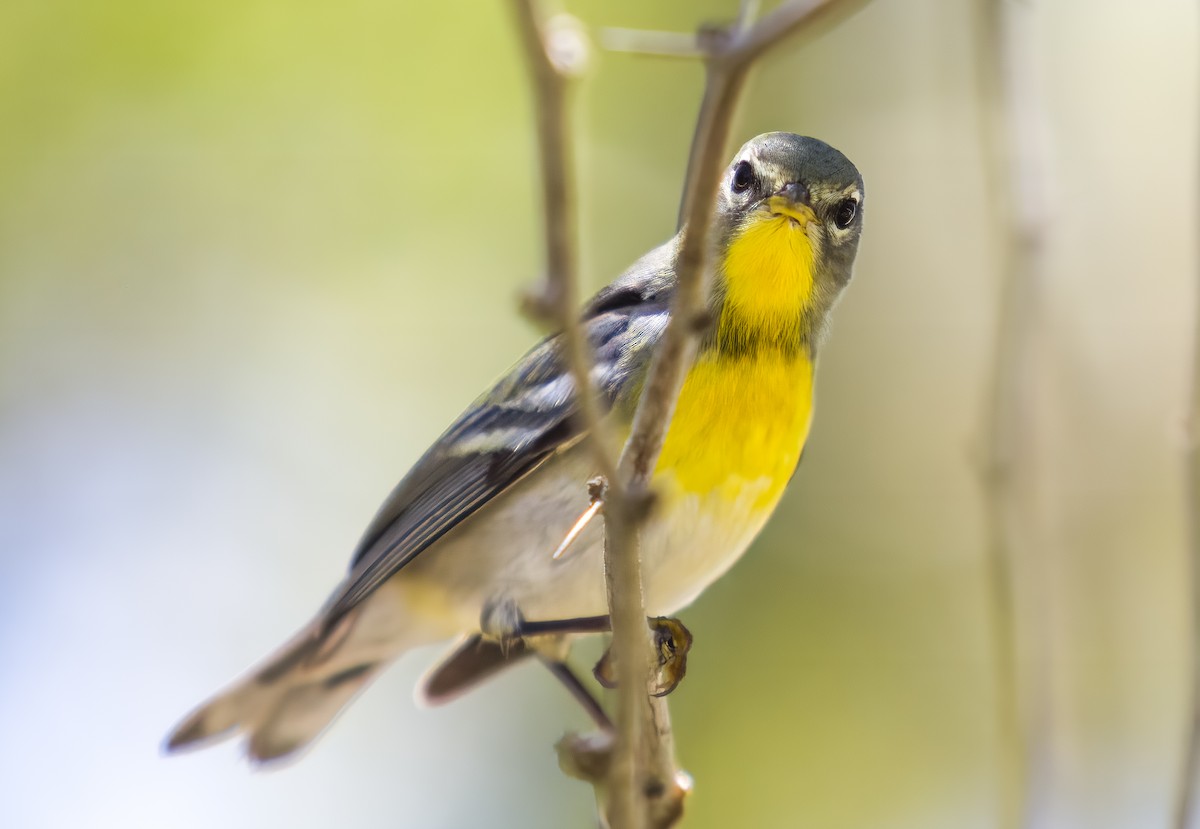 Northern Parula - ML635844271