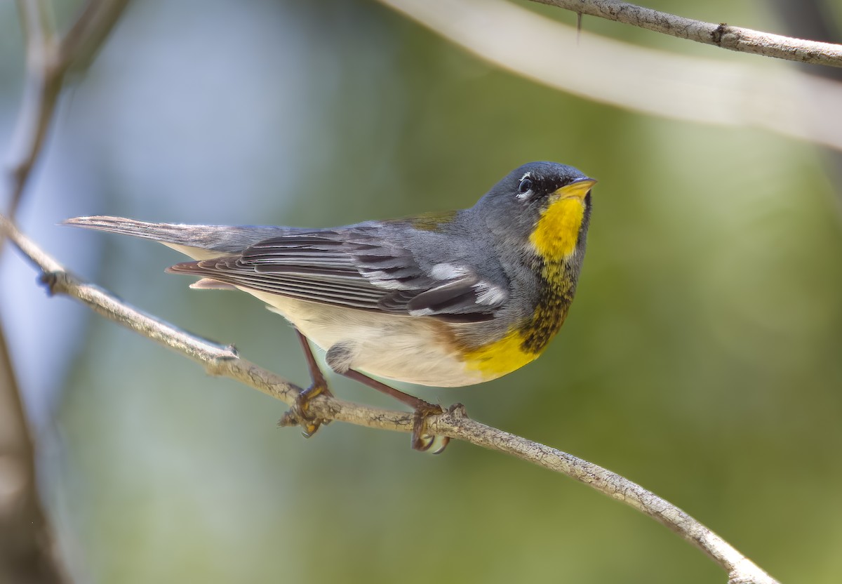 Northern Parula - ML635844272