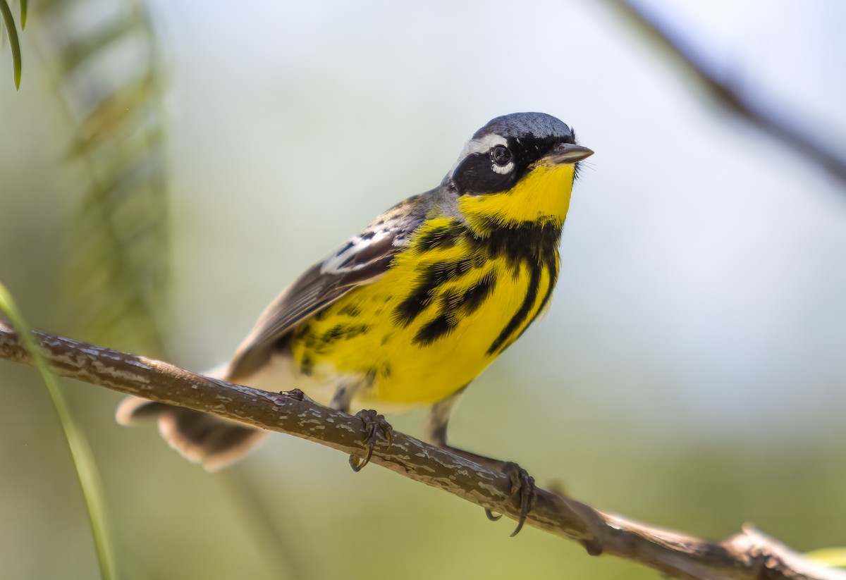 Magnolia Warbler - ML635844281