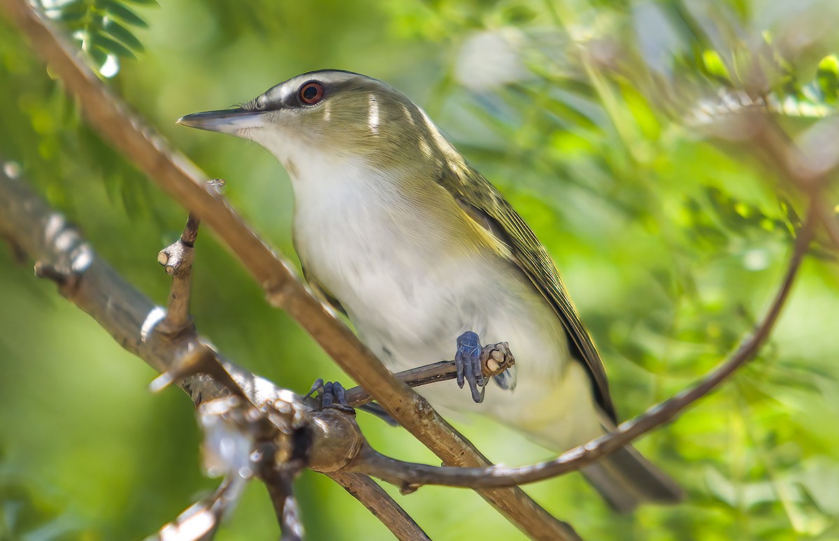 Red-eyed Vireo - ML635844293