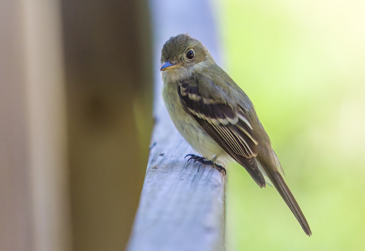 Acadian Flycatcher - ML635844301
