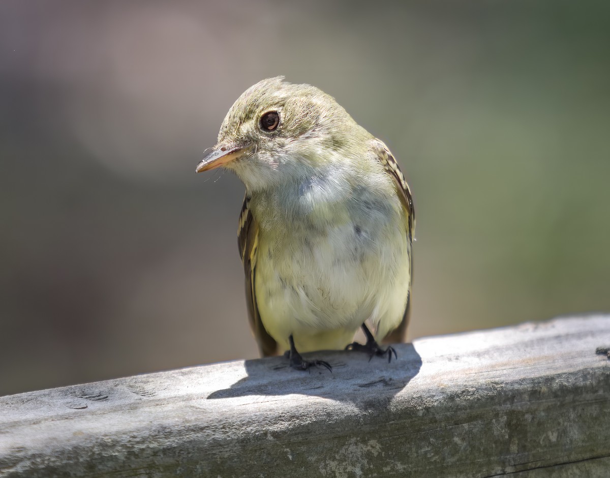 Acadian Flycatcher - ML635844302