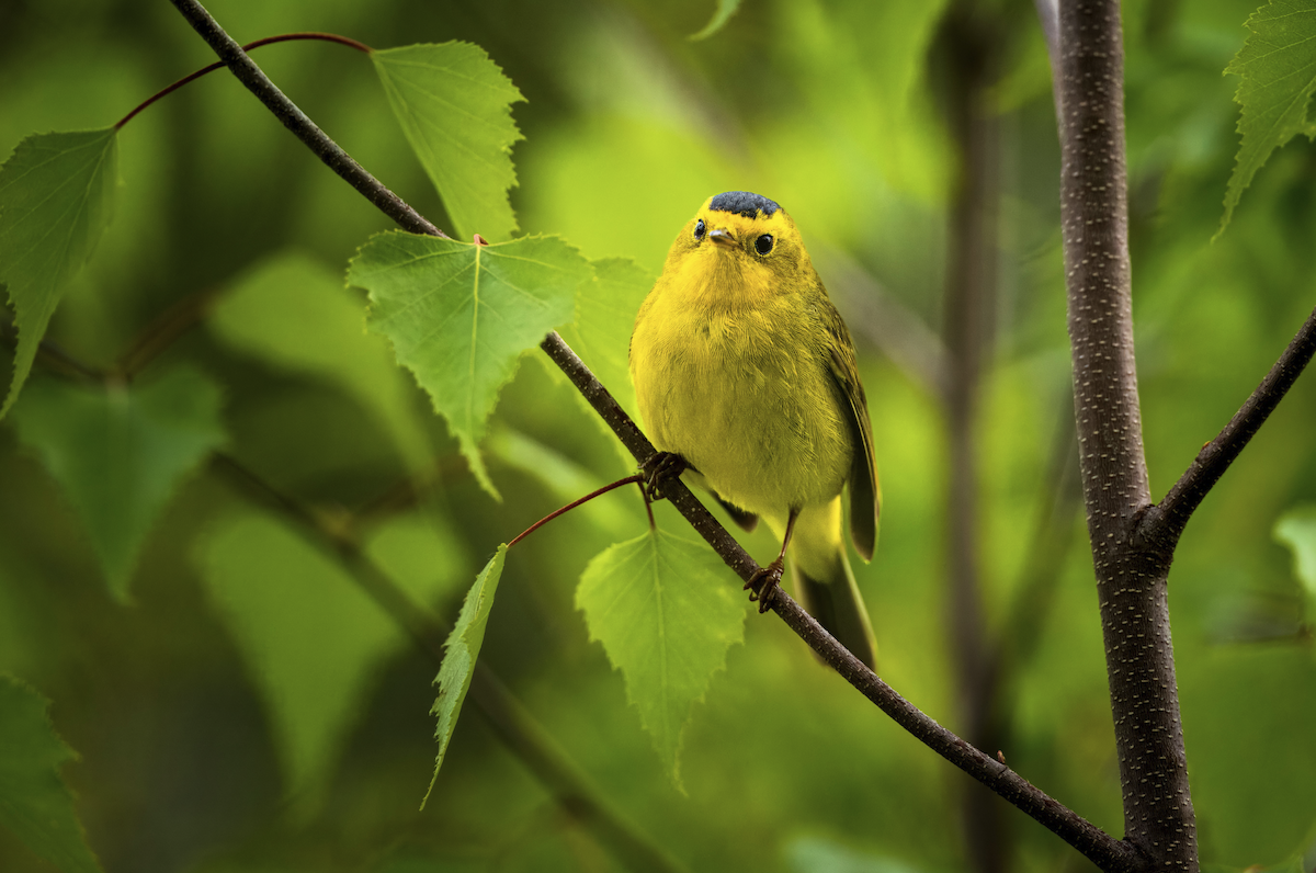 Wilson's Warbler - ML635844391