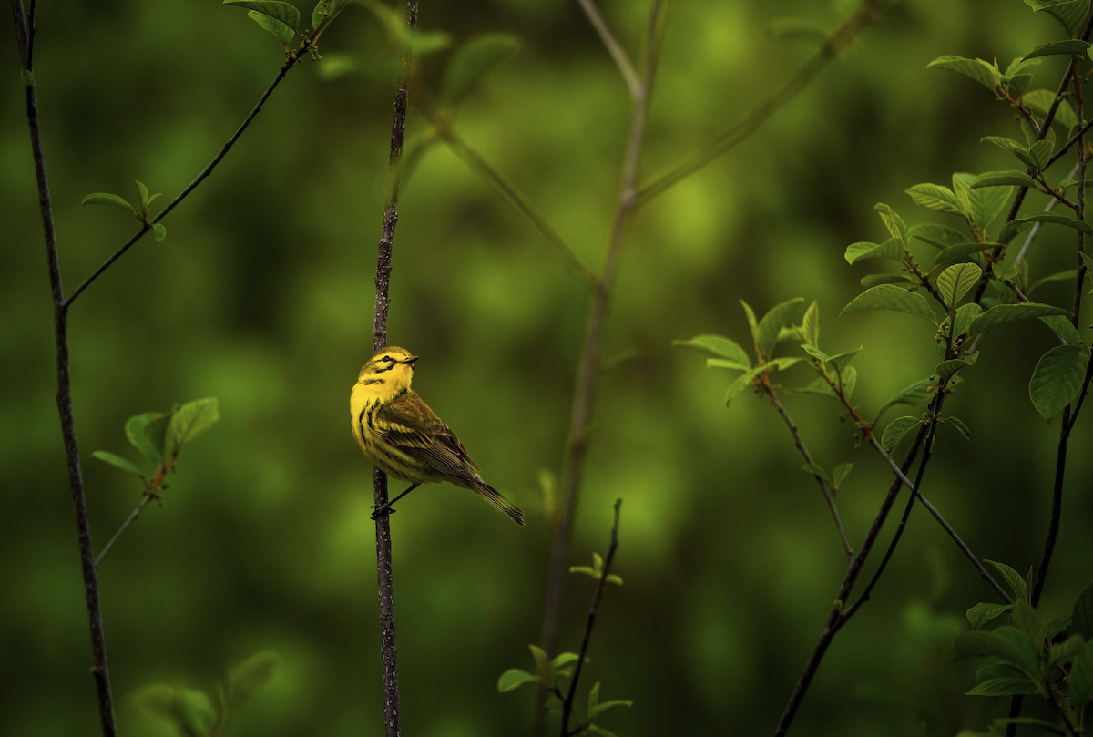 Prairie Warbler - ML635844399