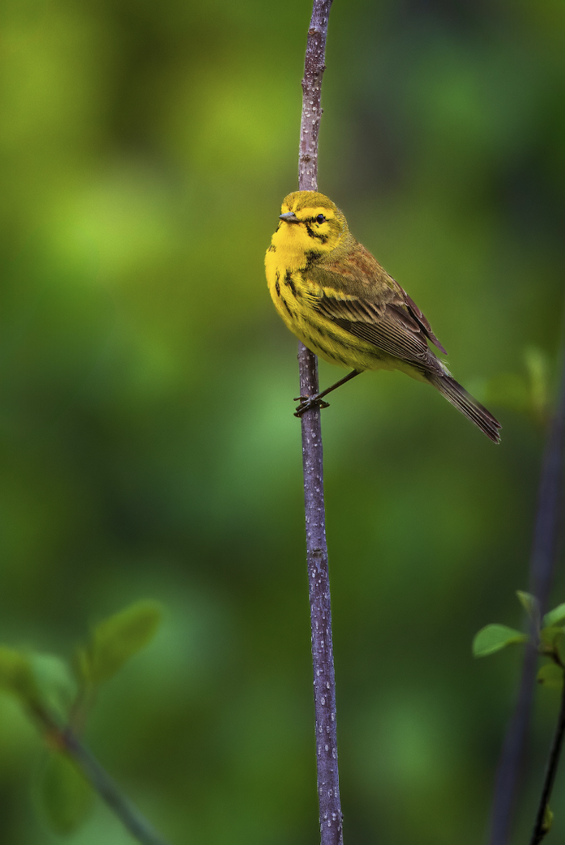 Prairie Warbler - ML635844402