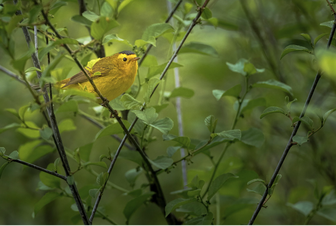 Wilson's Warbler - ML635844410