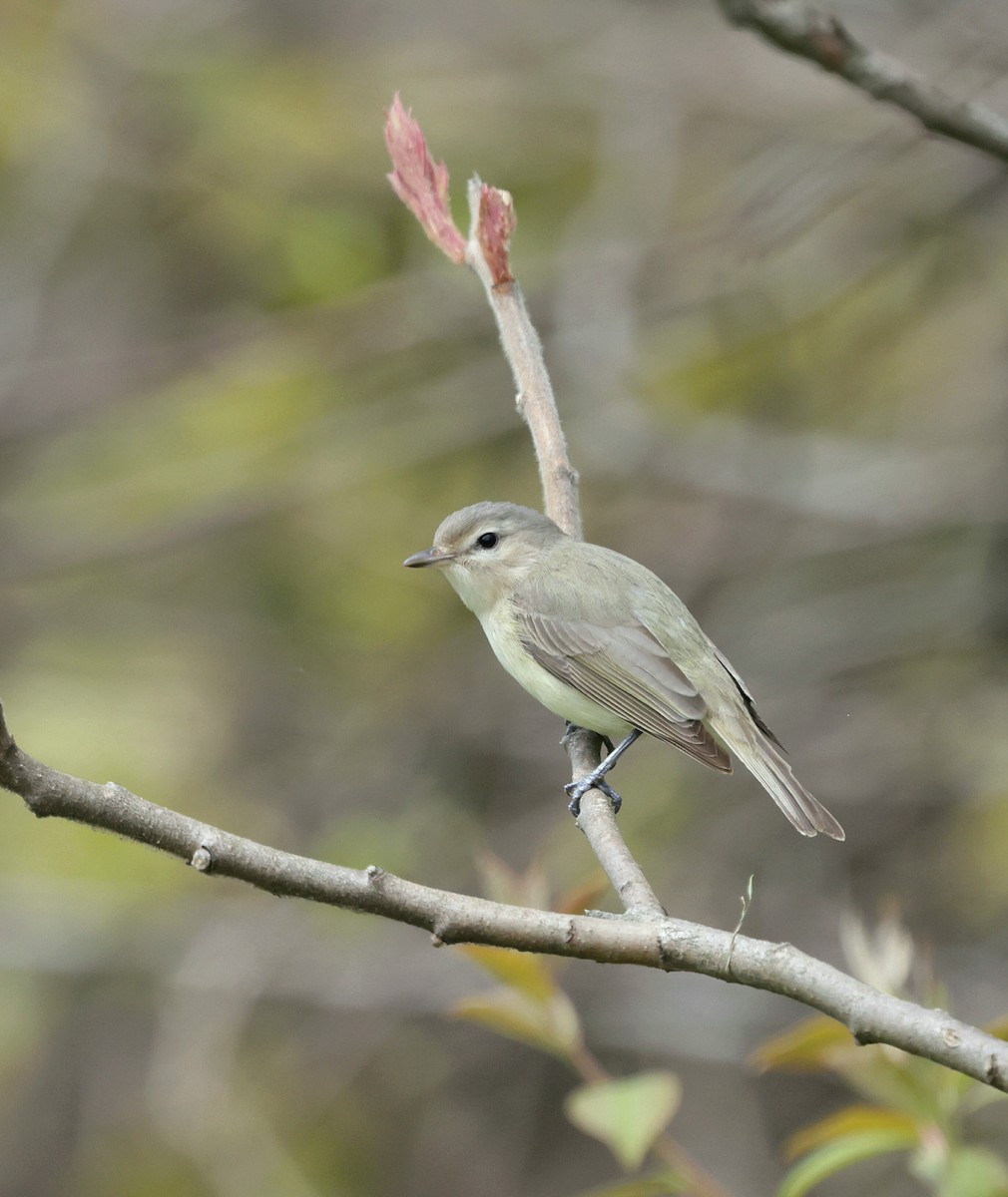 Viréo mélodieux (gilvus) - ML635844414