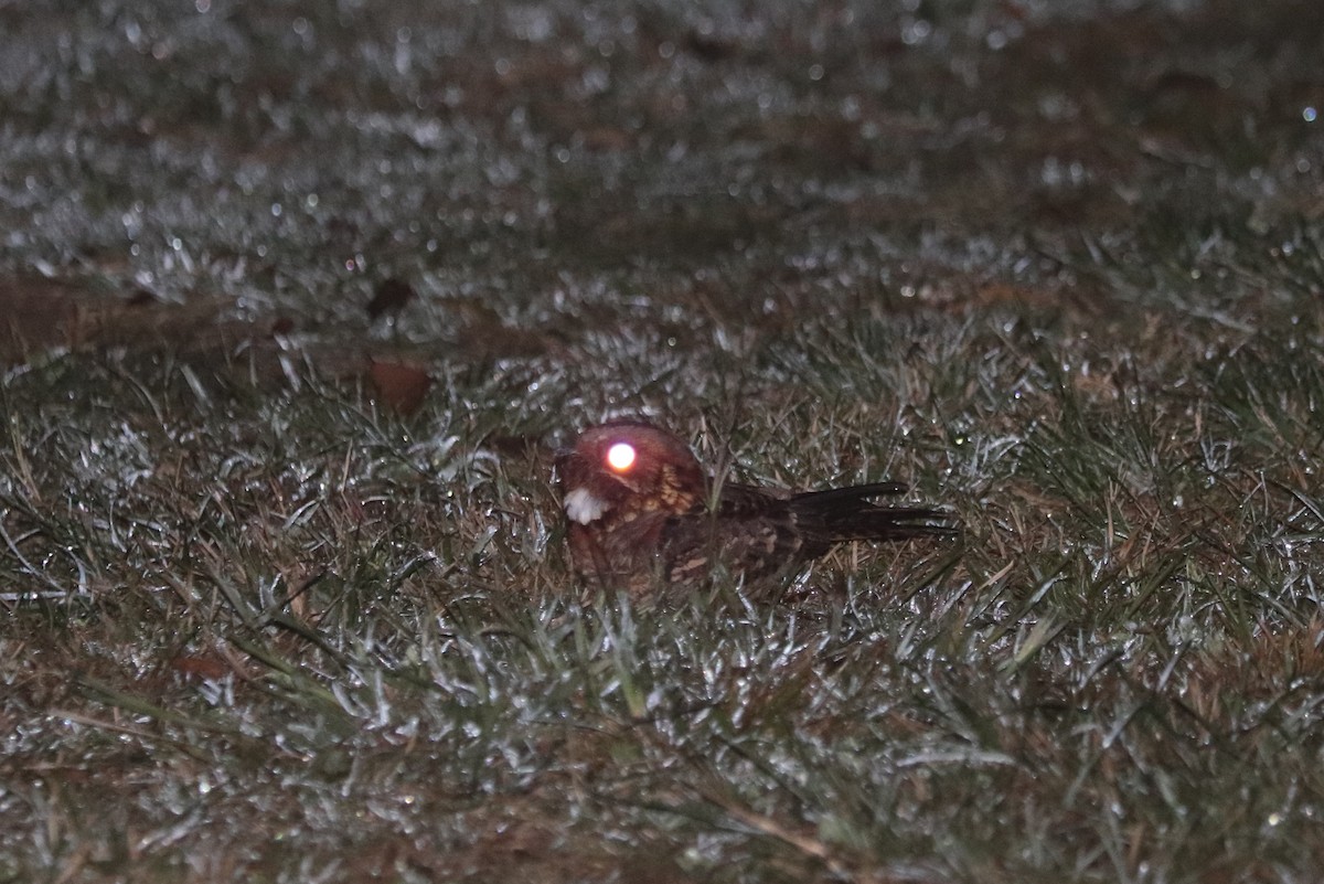 Fiery-necked Nightjar - ML635844585