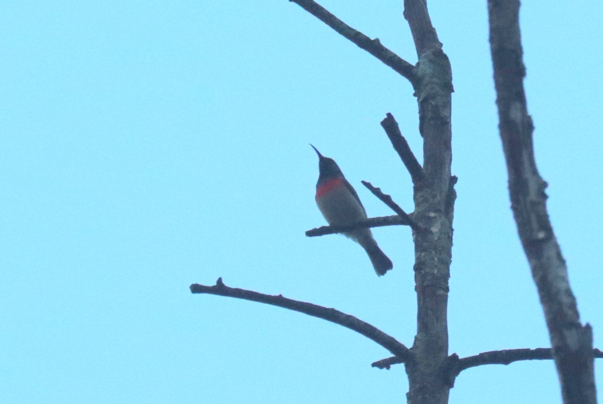 Eastern Miombo Sunbird - ML635844605