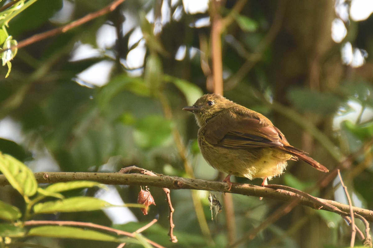 Bulbul verdâtre - ML635844748