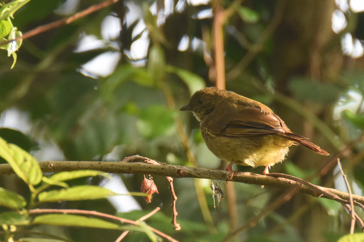 Bulbul verdâtre - ML635844749