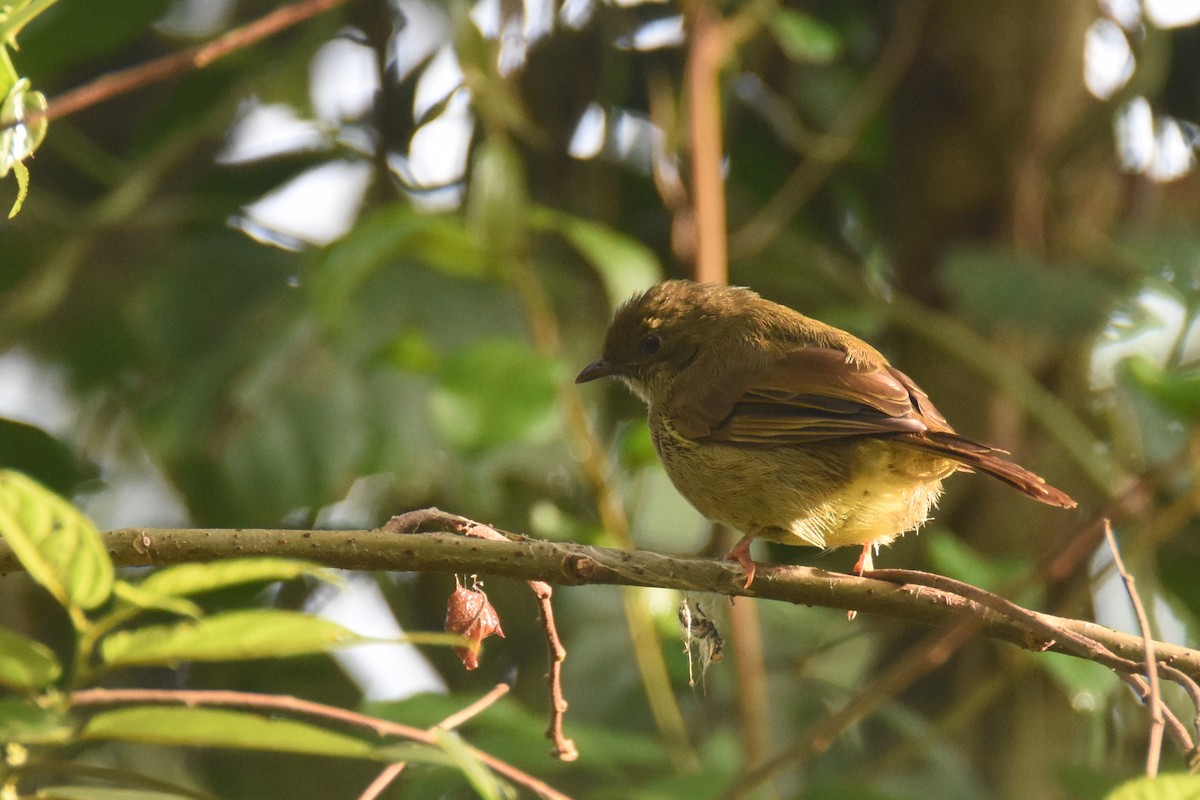 Bulbul verdâtre - ML635844750