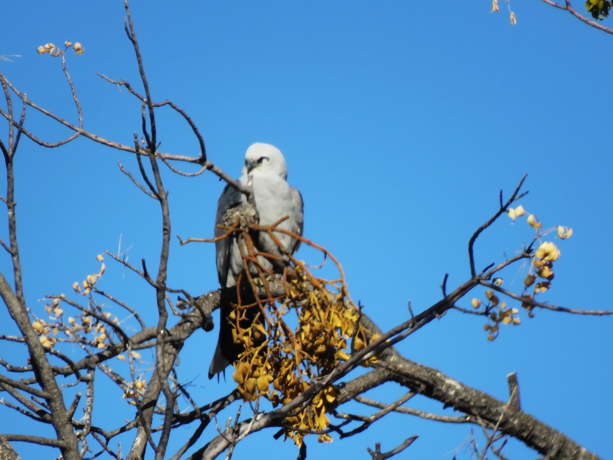 Mississippi Kite - ML635844758