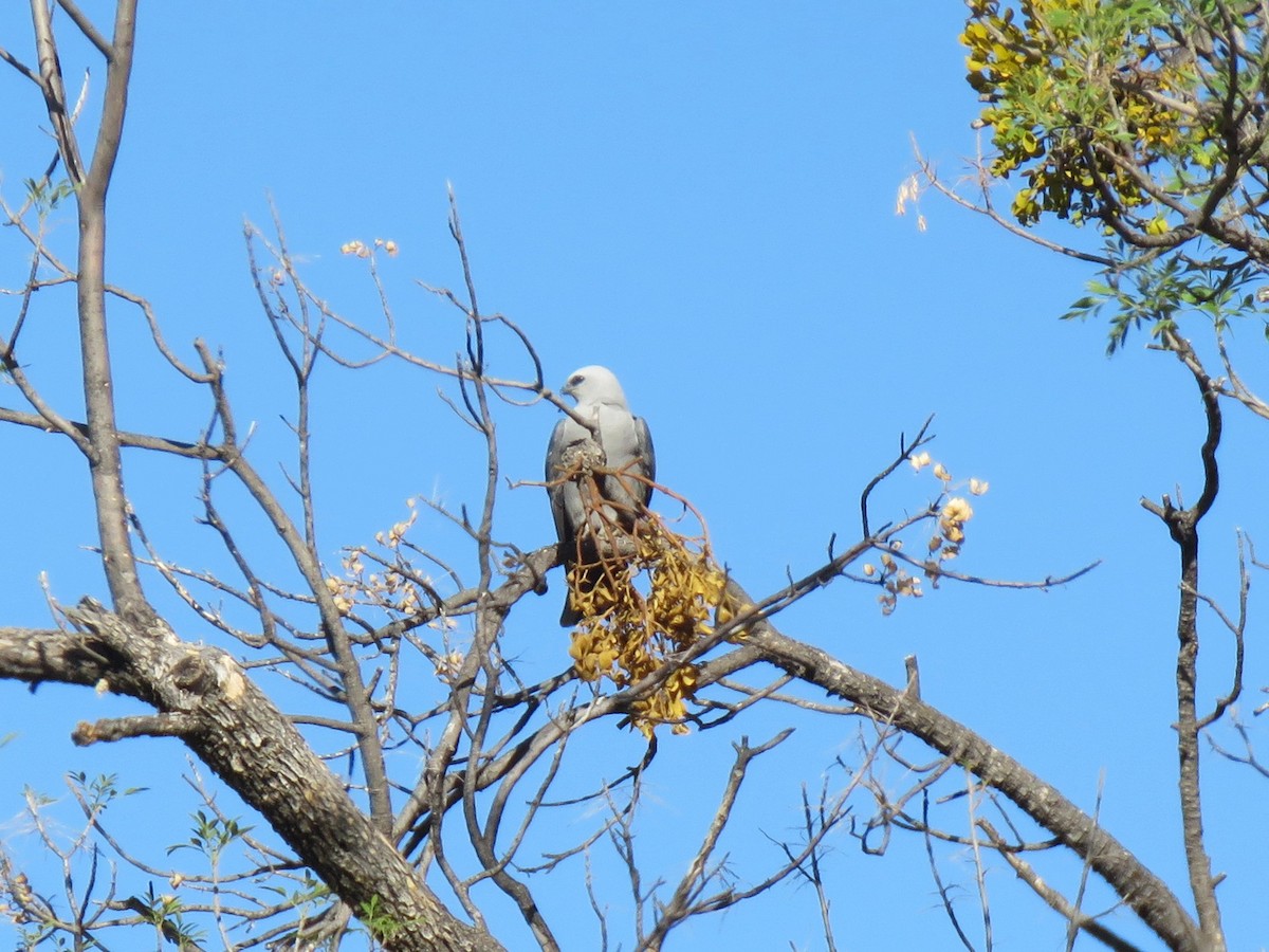 Mississippi Kite - ML635844767