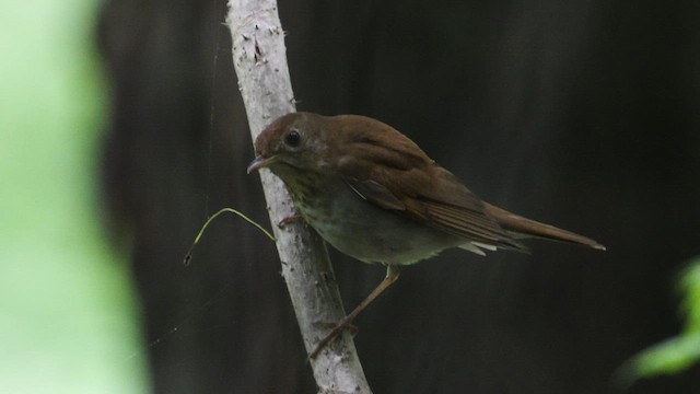 ビリーチャツグミ - ML635844938