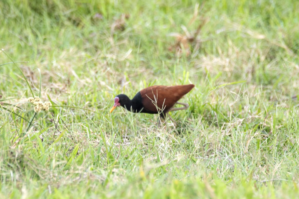Wattled Jacana (Chestnut-backed) - ML635845056