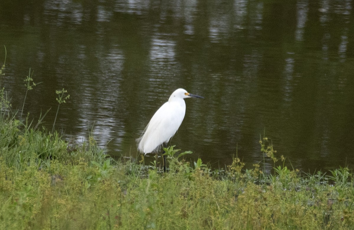 Snowy Egret - ML635845128