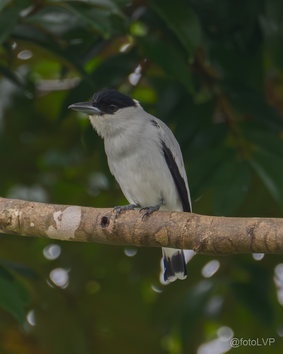 Black-crowned Tityra - ML635845223