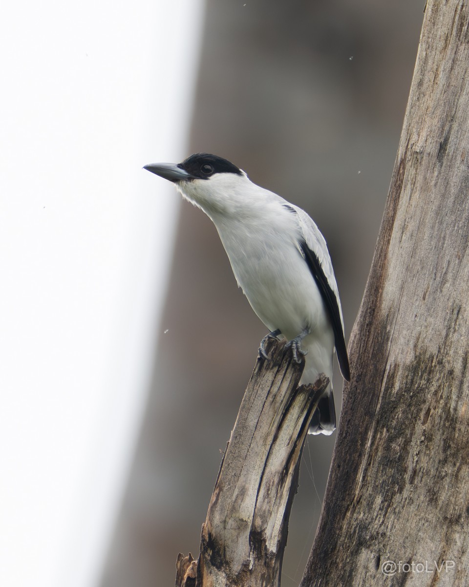 Black-crowned Tityra - ML635845258