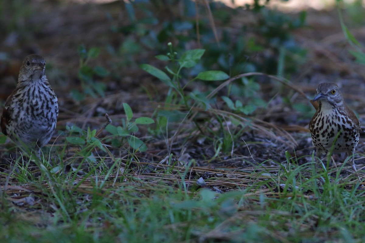 Brown Thrasher - ML635845259