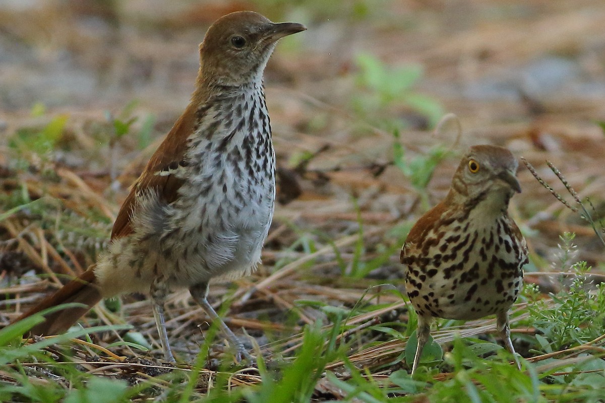 Brown Thrasher - ML635845275