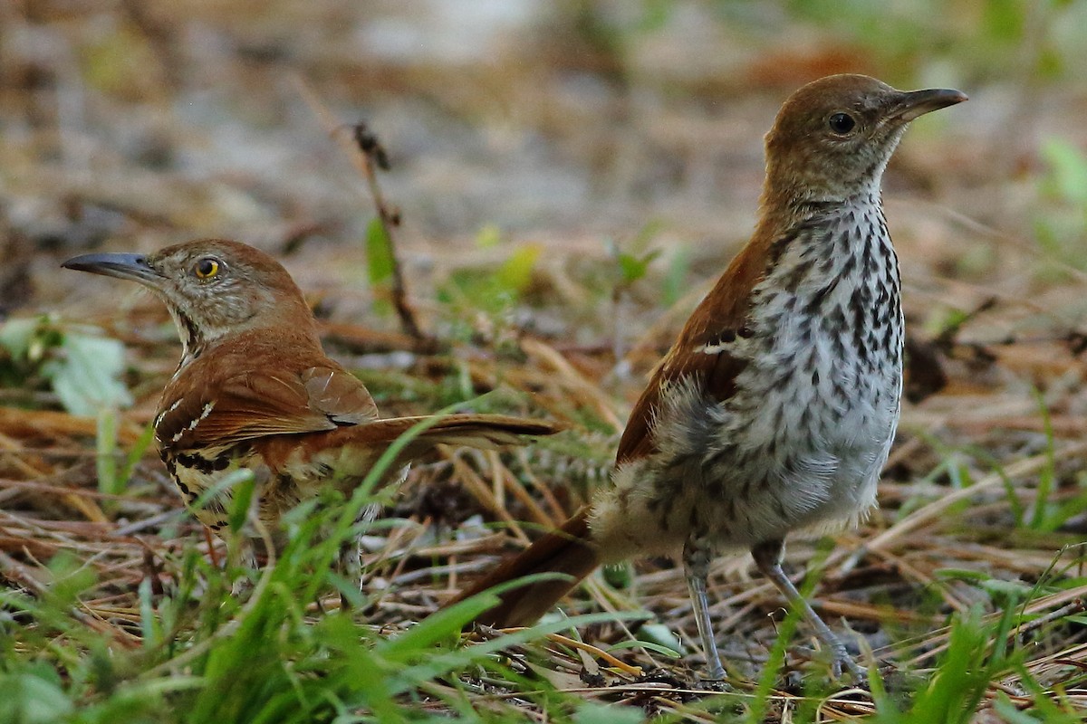 Brown Thrasher - ML635845277