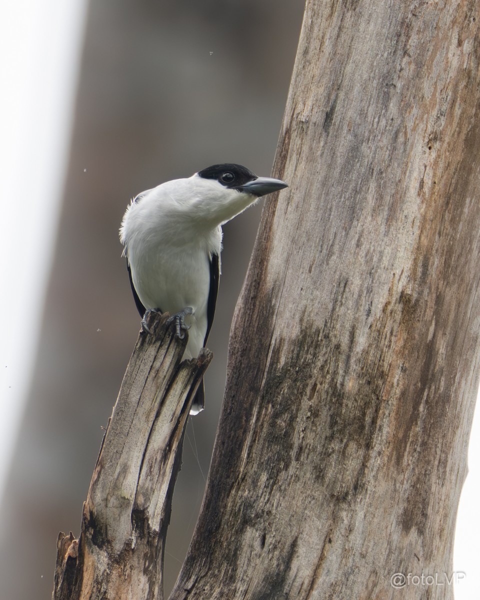 Black-crowned Tityra - ML635845278