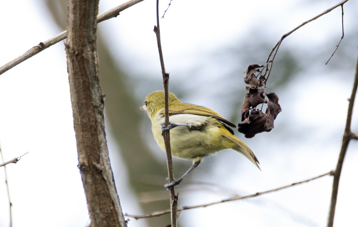 Guira Tanager - ML635845419