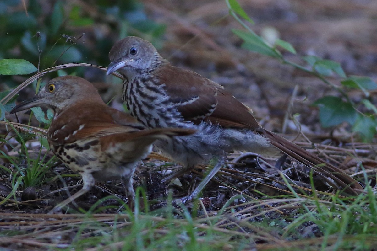 Brown Thrasher - ML635845514