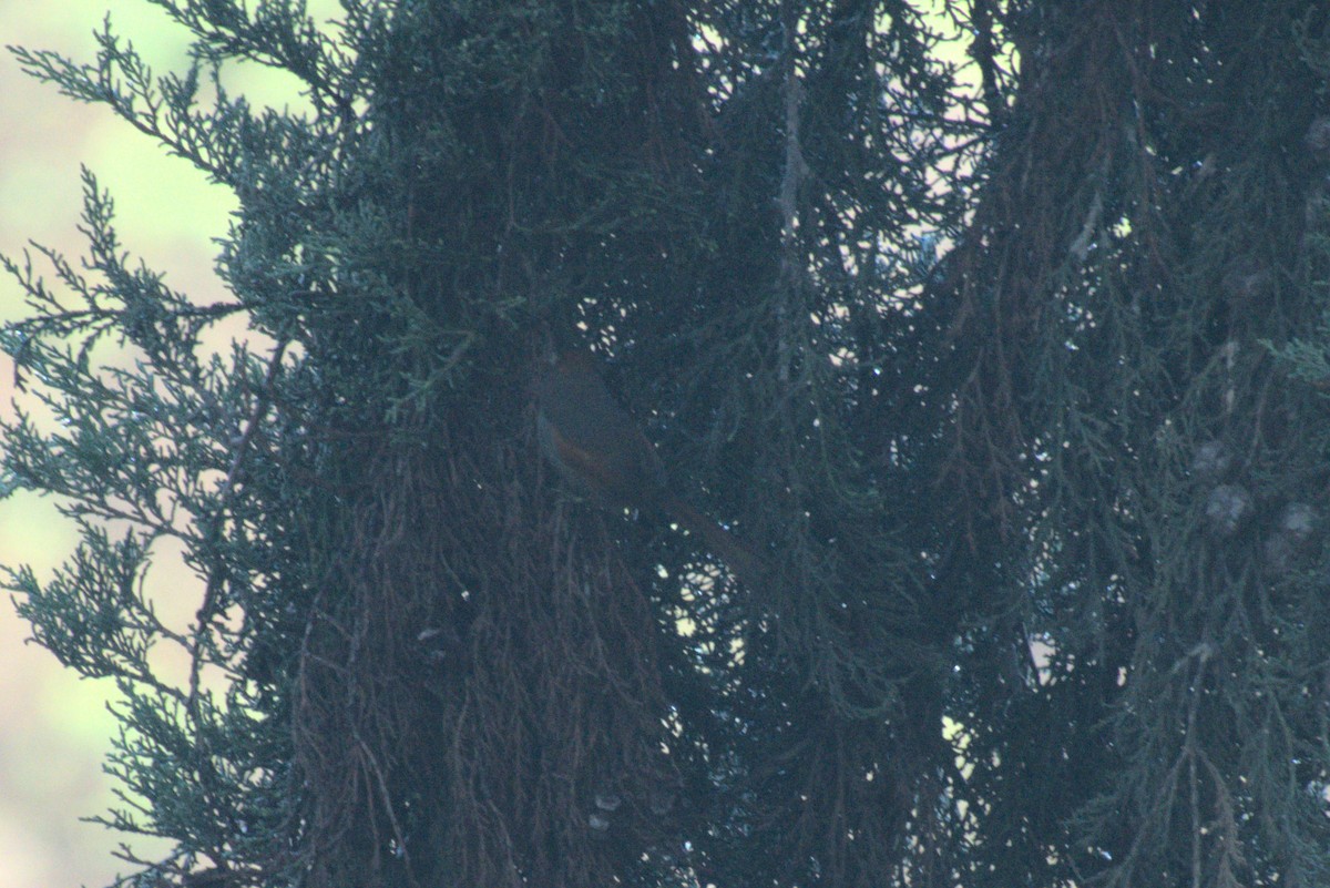 Azara's Spinetail - ML635845622
