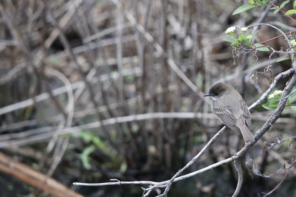 Eastern Phoebe - ML635845811