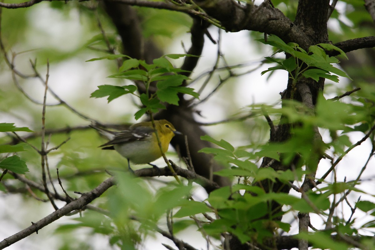 Yellow-throated Vireo - ML635845815