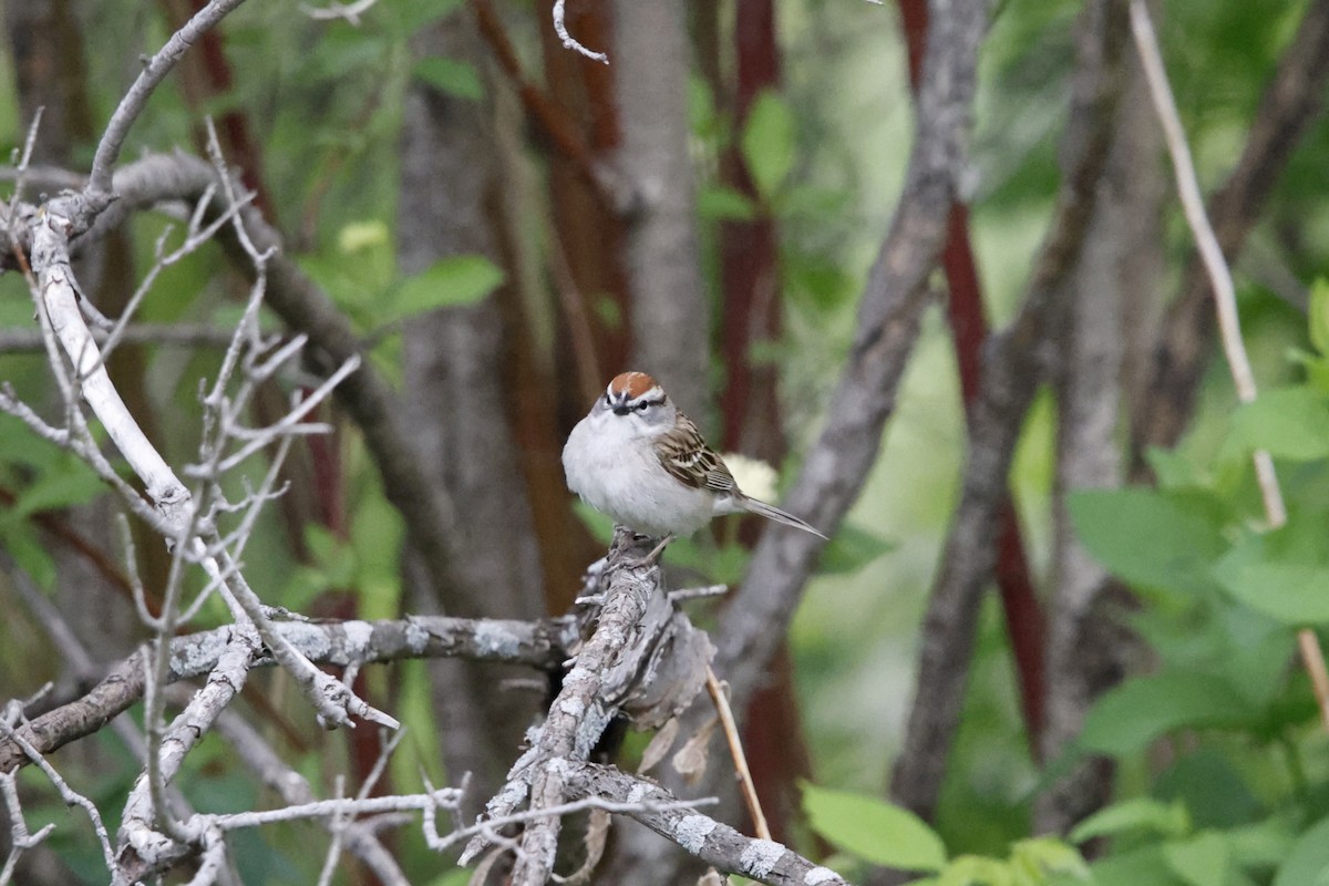 Chipping Sparrow - ML635845819