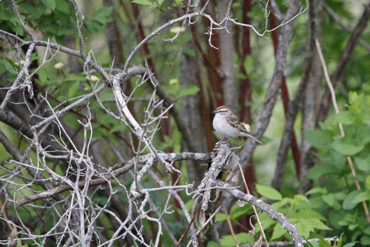 Chipping Sparrow - ML635845821