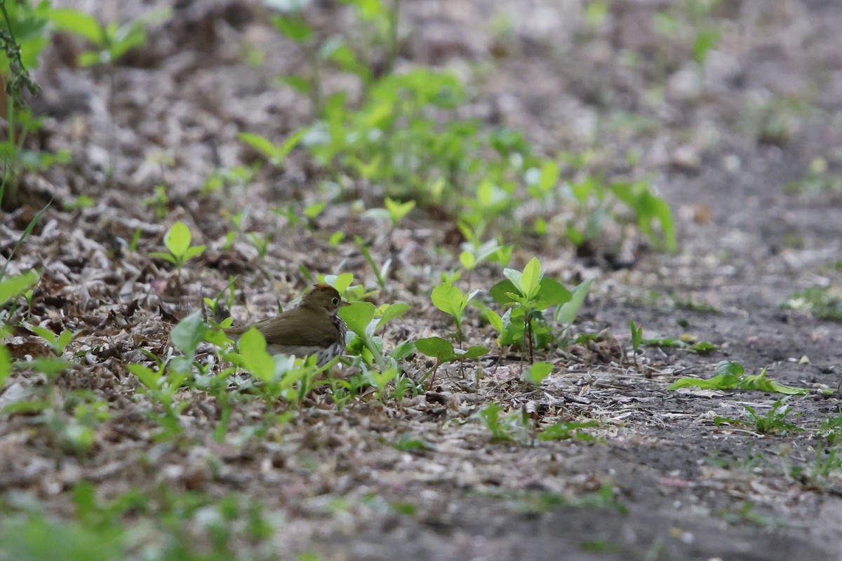 Ovenbird - ML635845832