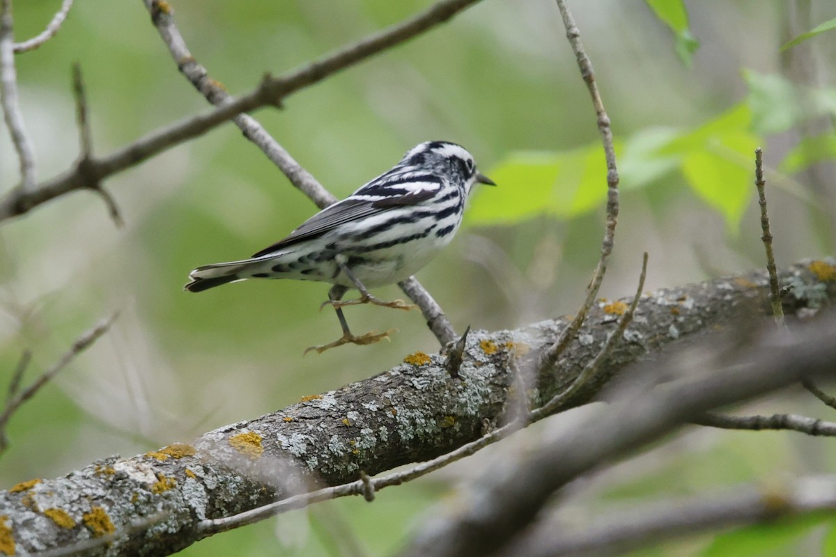 Black-and-white Warbler - ML635845838