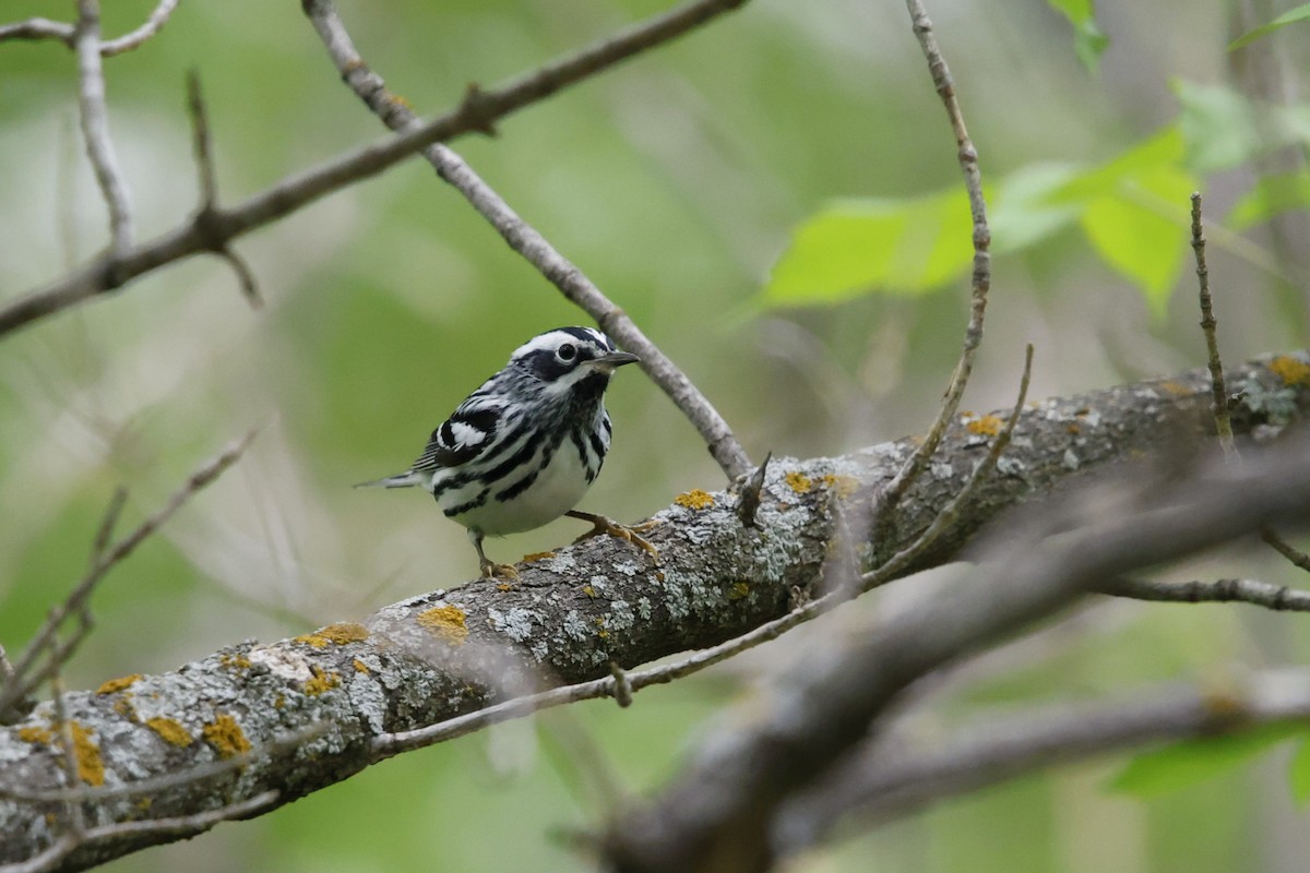 Black-and-white Warbler - ML635845839