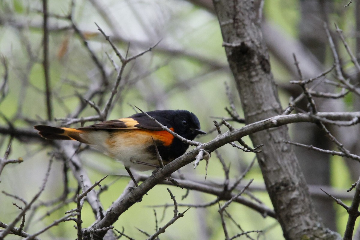 American Redstart - ML635845848