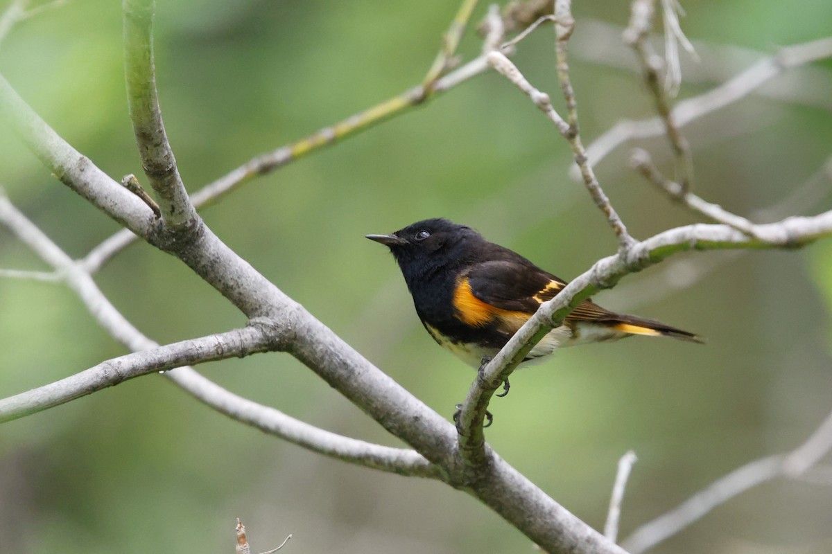 American Redstart - ML635845850