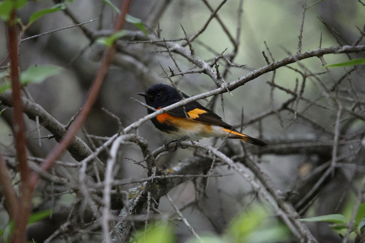 American Redstart - ML635845851