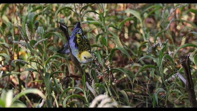 ホオアオサメクサインコ - ML635845856