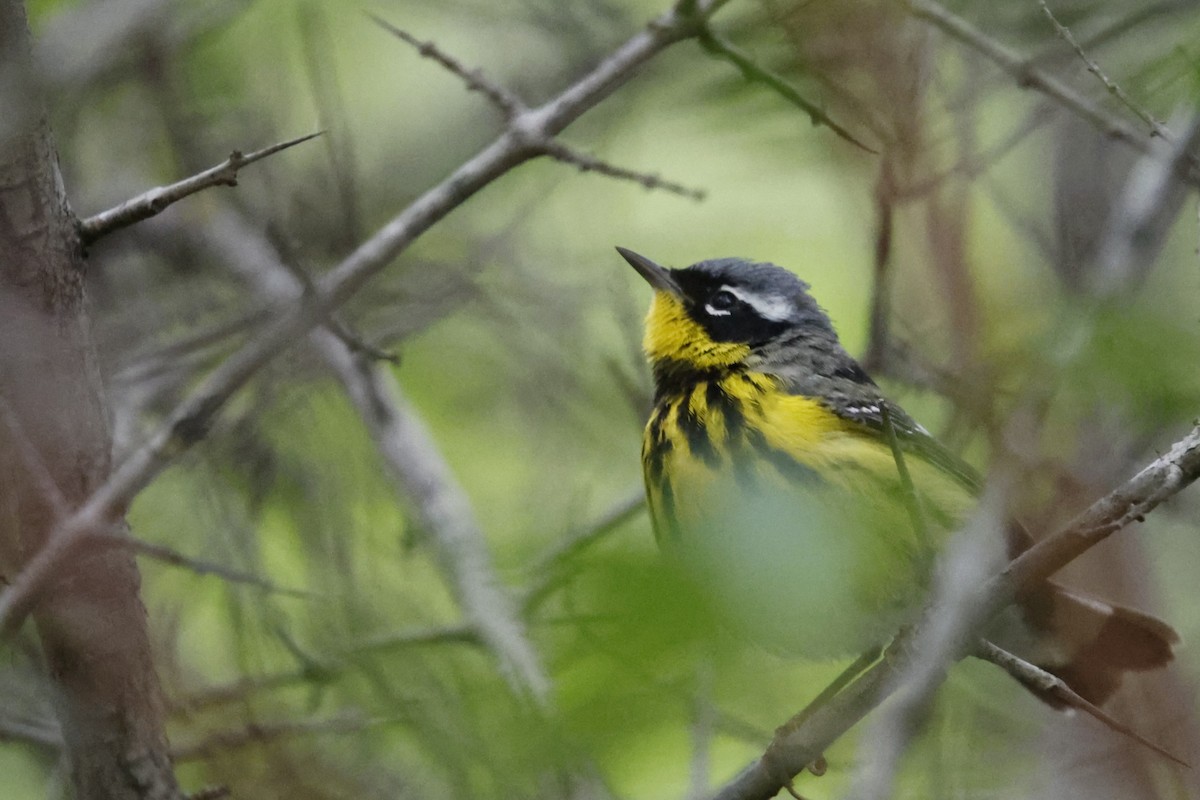 Magnolia Warbler - ML635845865