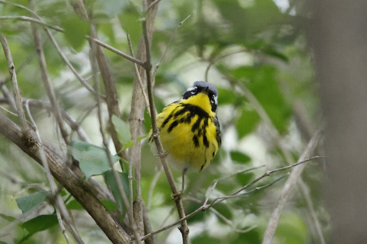 Magnolia Warbler - ML635845866