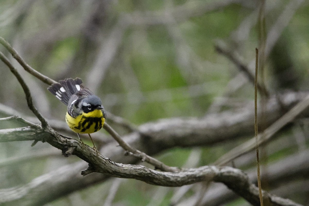 Magnolia Warbler - ML635845867