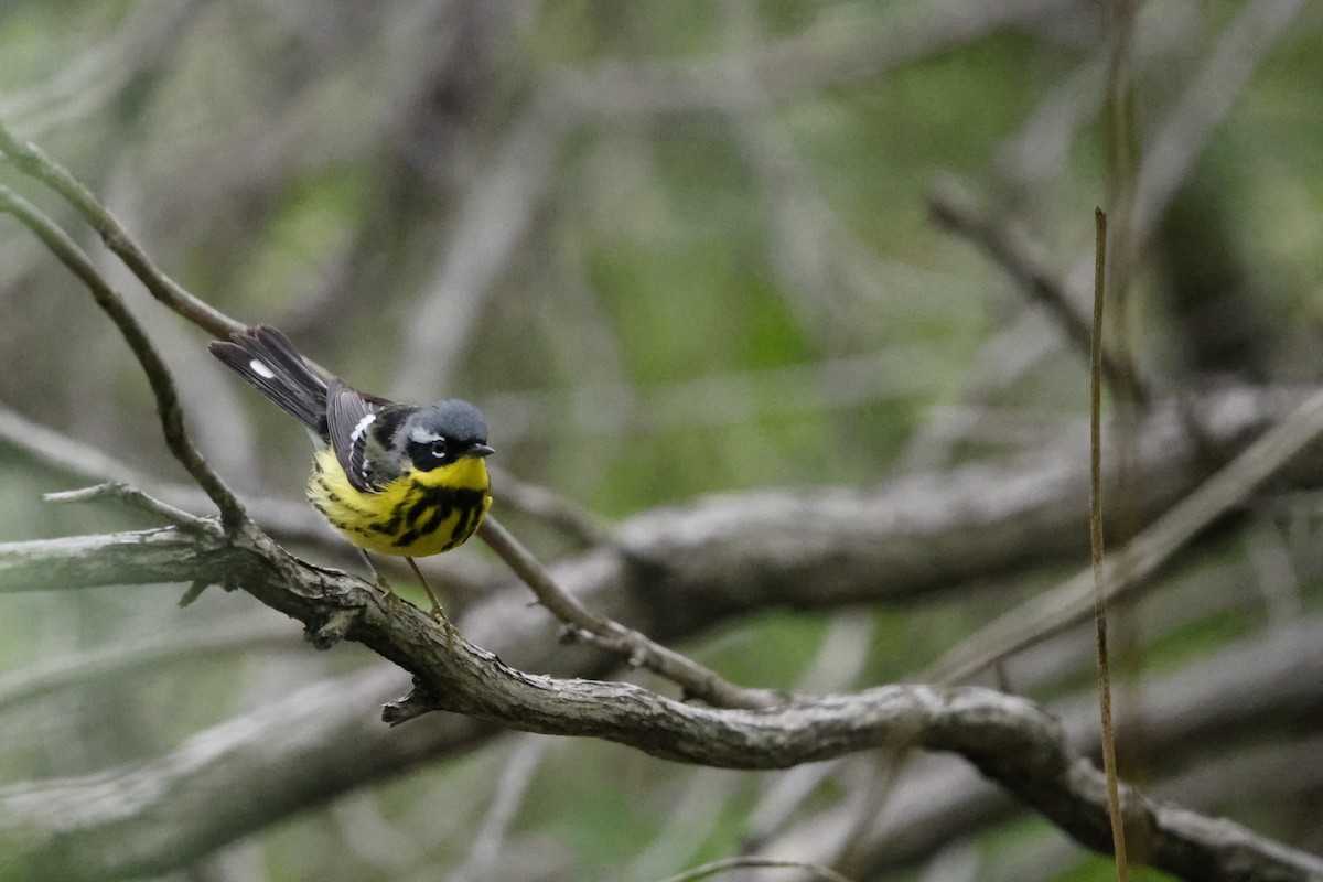 Magnolia Warbler - ML635845868