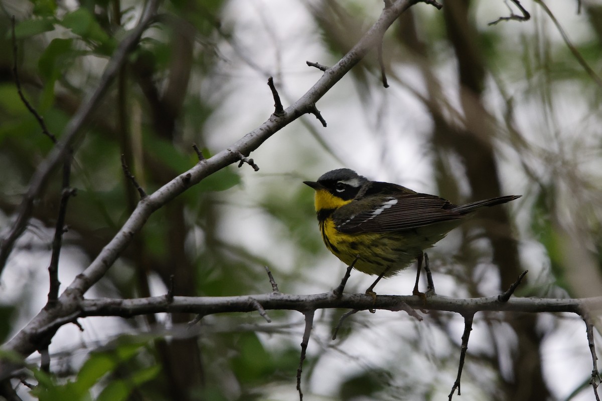 Magnolia Warbler - ML635845869