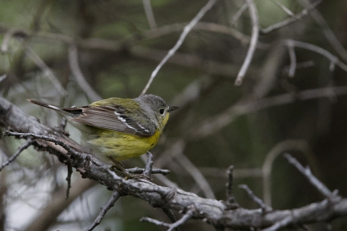Magnolia Warbler - ML635845870